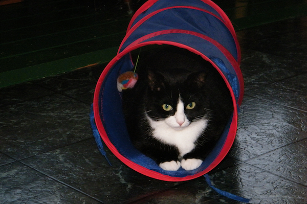 a black and white cat in a play tunnel