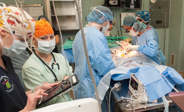 veterinary operating theatre with seven surgical staff members