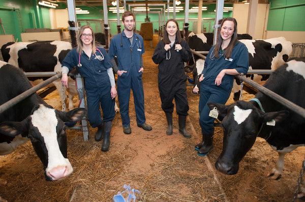 four veterinarians posing with dairy cattle
