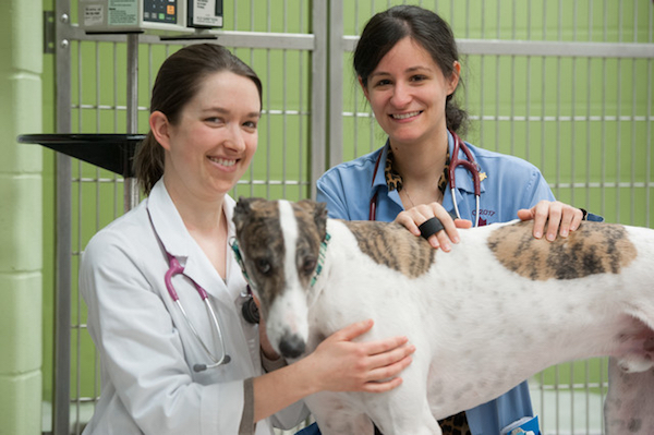 two veterinarians posing with a greyhound