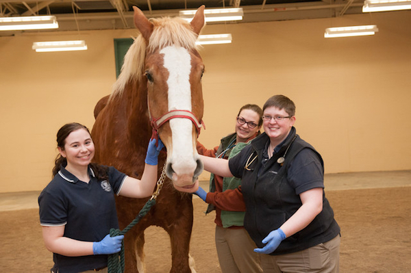 three veterinarians posing with a large rust-coloured horse